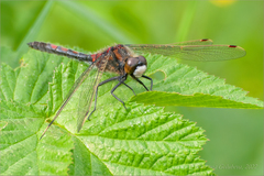 Leucorrhinia rubicunda