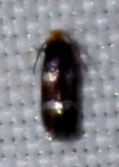 Stigmella rhamnicola