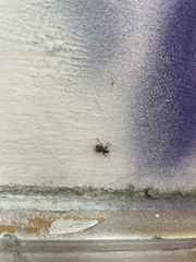 Pantomorus postfasciatus