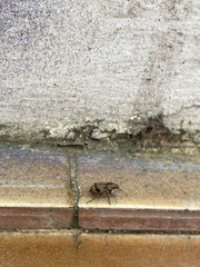 Pantomorus postfasciatus