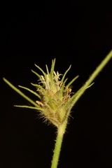 Fuirena simplex aristulata