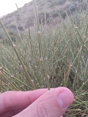 Salsola genistoides
