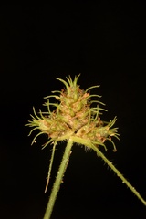 Fuirena simplex aristulata