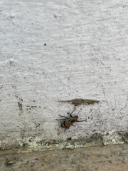 Pantomorus postfasciatus