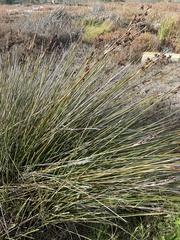 Juncus acutus leopoldii