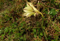 Gladiolus longicollis