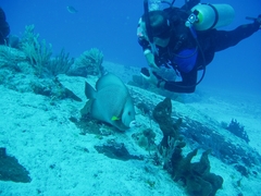 Pomacanthus arcuatus