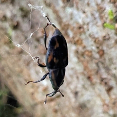 Metamasius hemipterus