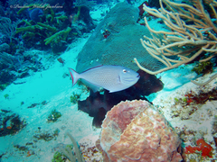 Xanthichthys ringens