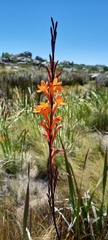 Watsonia tabularis
