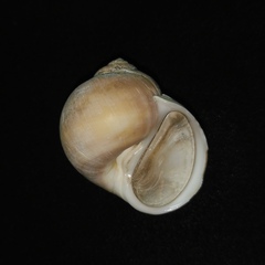 Cryptonatica andoi