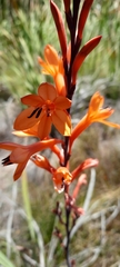 Watsonia tabularis