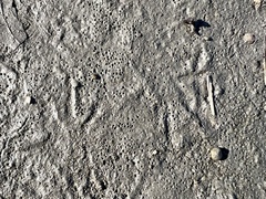 Charadrius vociferus