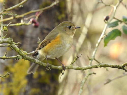 Red-flanked Bluetail