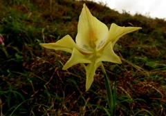Gladiolus longicollis