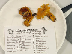 Cantharellus chicagoensis