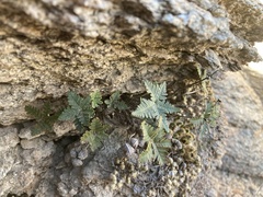 Notholaena standleyi