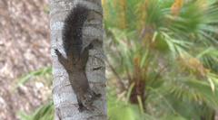 Sciurus yucatanensis