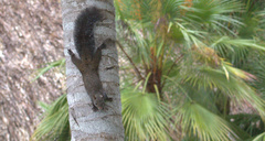Sciurus yucatanensis
