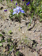 Moraea lugubris