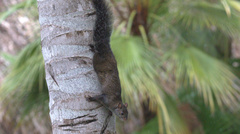 Sciurus yucatanensis