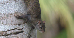 Sciurus yucatanensis