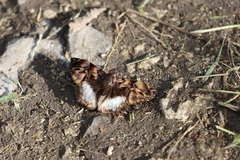 Noctuana lactifera