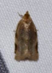 Clepsis virescana