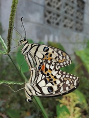 Papilio demoleus malayanus