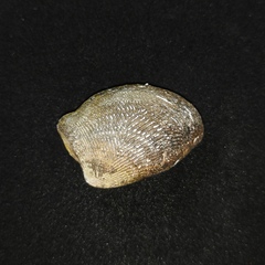 Acila mirabilis