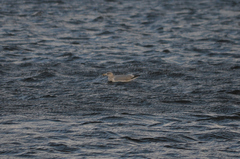 Larus argentatus