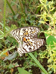 Papilio demoleus malayanus