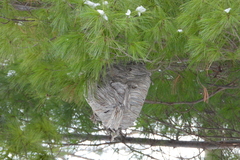 Dolichovespula maculata