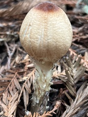 Lepiota magnispora