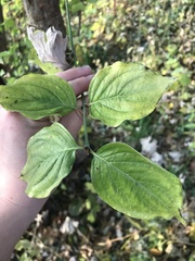 Cornus florida
