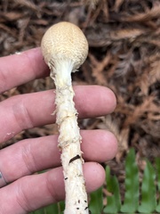 Lepiota magnispora