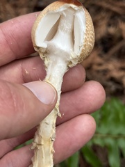Lepiota magnispora