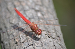 Orthemis nodiplaga