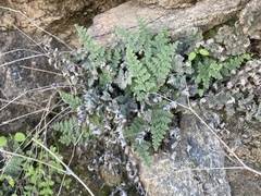 Myriopteris parryi