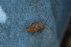 Piezogaster indecorus