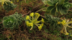 Lasiosiphon anthylloides