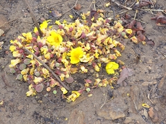 Cochlospermum