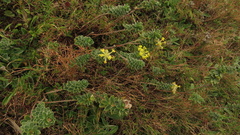 Lasiosiphon anthylloides