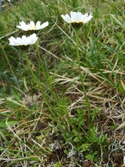 Anthemis cretica carpatica