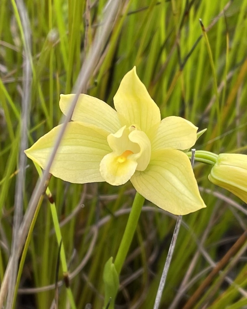 Fynbos Harlequin