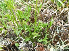 Anthemis cretica carpatica