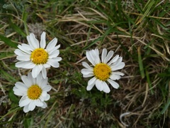 Anthemis cretica carpatica