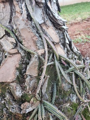 Lepismium cruciforme
