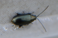 Phyllotreta