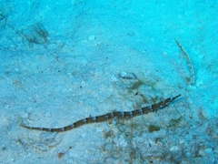 Chaenopsis limbaughi